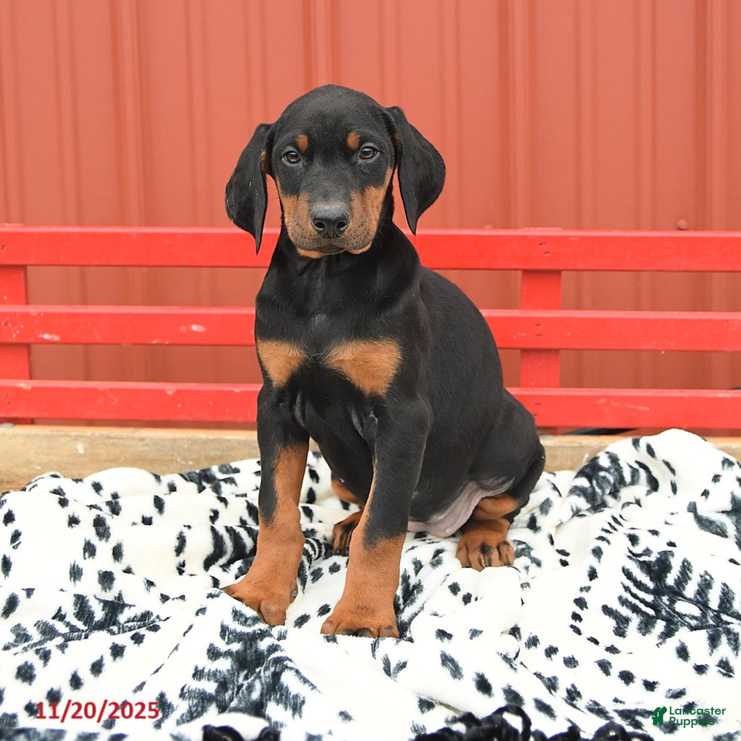 Doberman Pinscher dogs for sale: Harmony - Ad 8