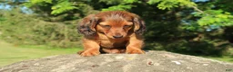 Miniature Dachshund dogs for sale: Archie - Ad 2