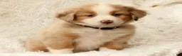 Australian Shepherd dogs for sale: Lainey - Ad 7