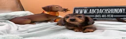 Miniature Dachshund dogs for sale: AKC Russian lh - Ad 8