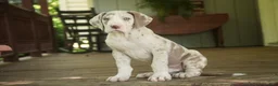 Great Dane dogs for sale: Santiago - Ad 6