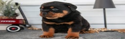 Rottweiler dogs for sale: Harley - Ad 2