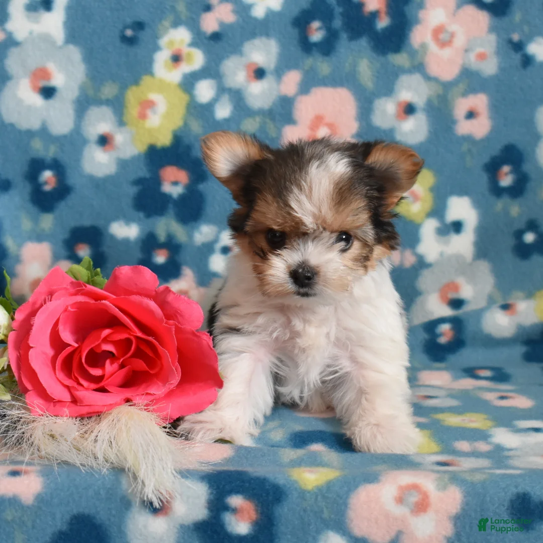 Yorkshire Terrier dogs for sale: Gemma  - Ad 6