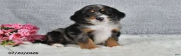 Mini Bernedoodle dogs for sale: Comet - Ad 5