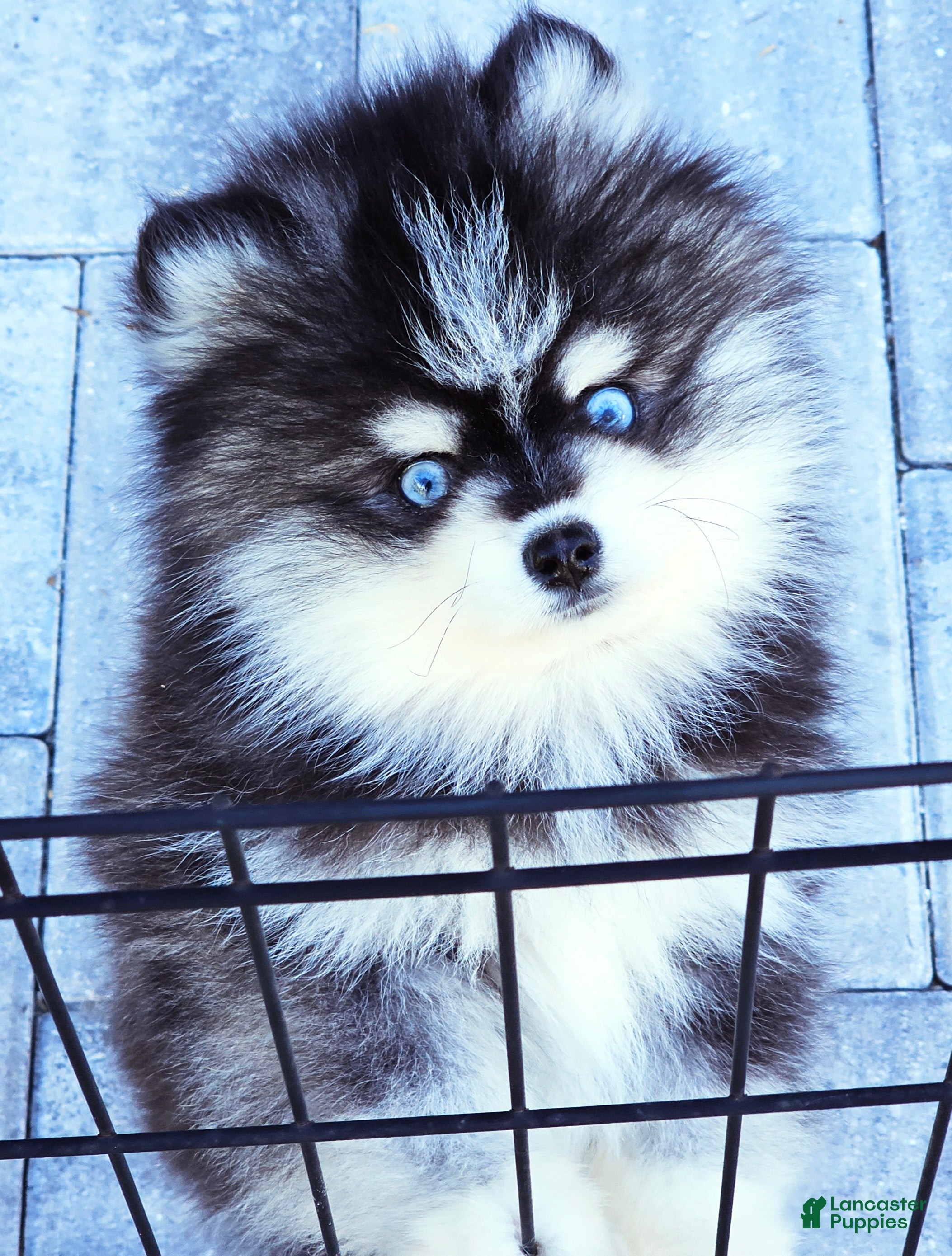 Pomsky dogs Felicity - Ad 15