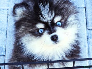 Pomsky dogs Felicity - Ad 16