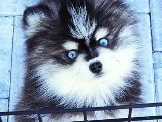 Pomsky dogs Felicity - Ad 16