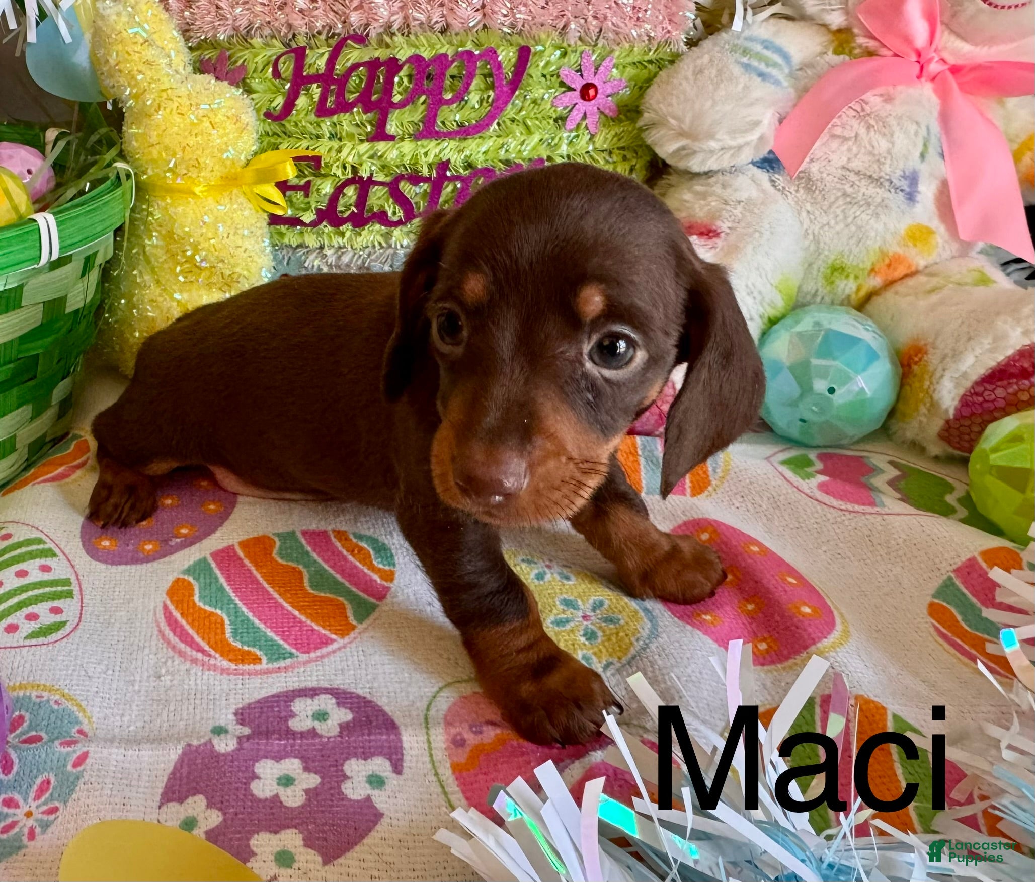 Miniature Dachshund dogs Maci - Ad 40