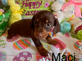 Miniature Dachshund dogs Maci - Ad 40