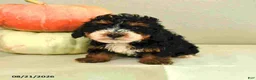 Mini Bernedoodle dogs for sale: Mila - Ad 3