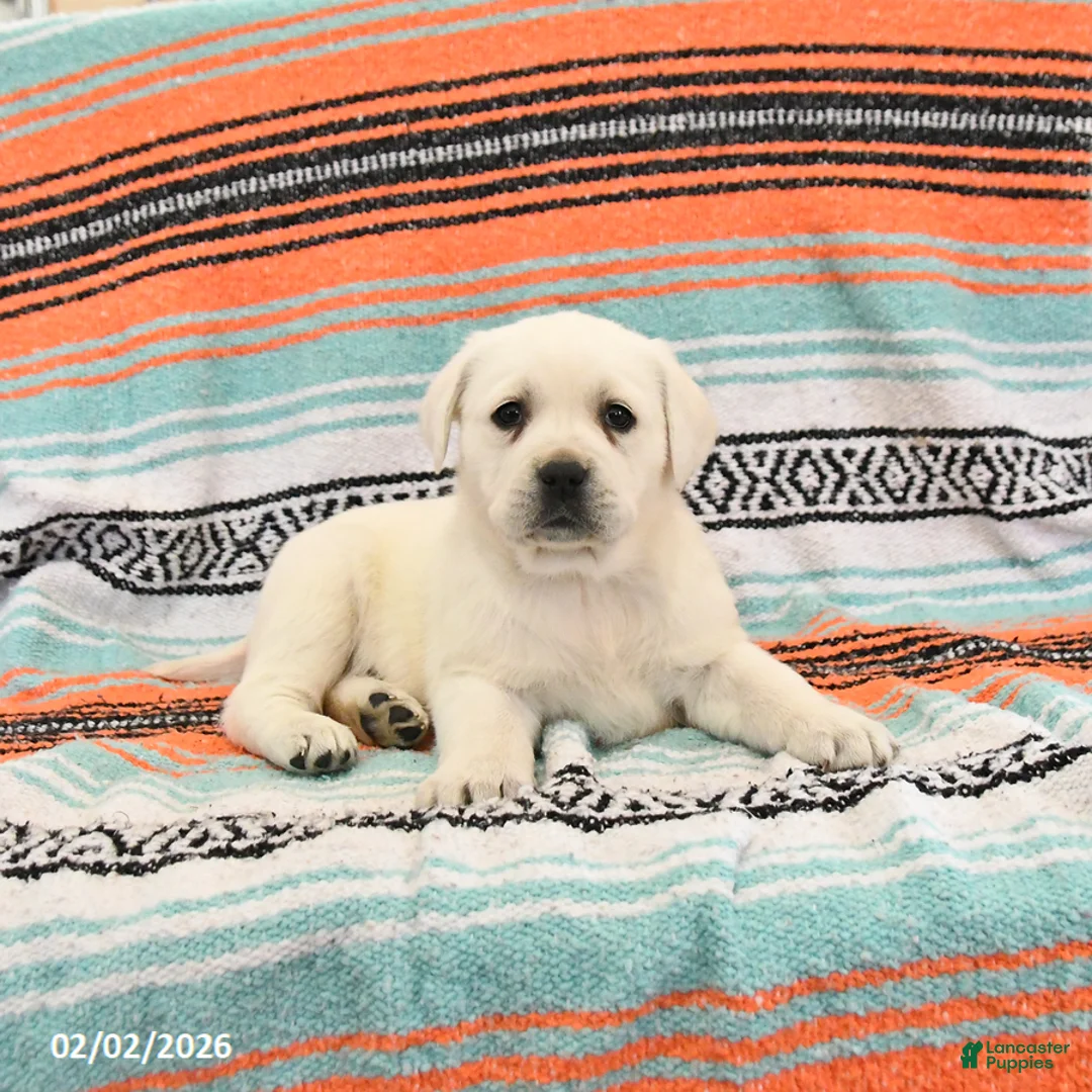 Labrador Retriever dogs for sale: Trixie - Ad 3