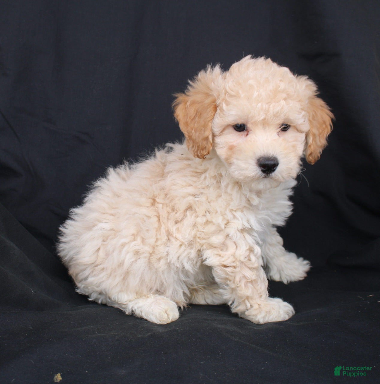 Bichpoo dogs Pluto - Ad 39