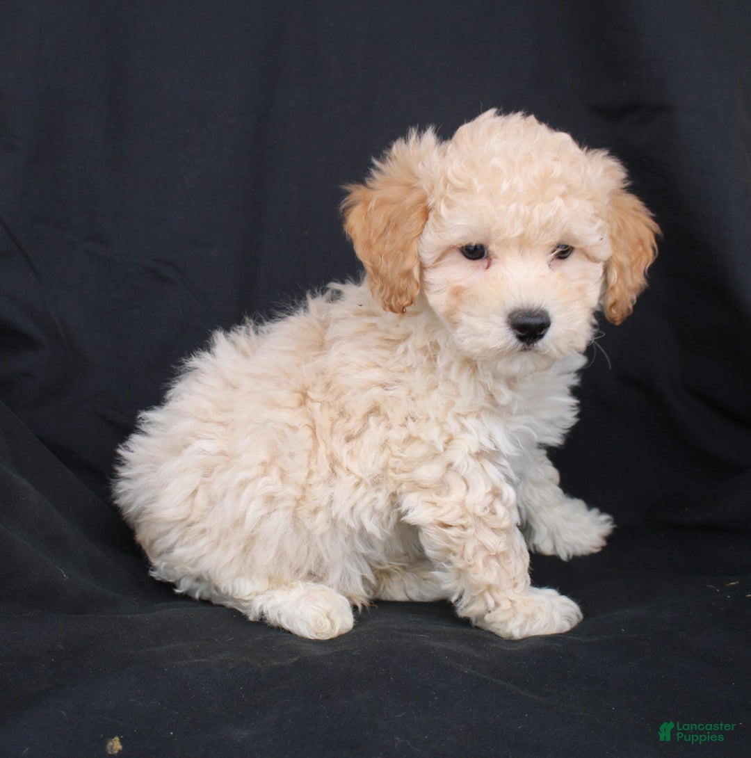 Bichpoo dogs for sale: Pluto - Ad 1