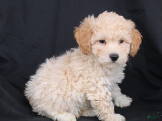 Bichpoo dogs Pluto - Ad 13