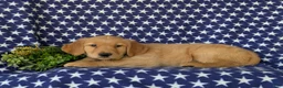 Golden Retriever dogs for sale: Colbert - Ad 4