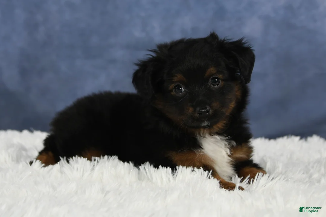 Toy Australian Shepherd dogs for sale: Bronson - Ad 18