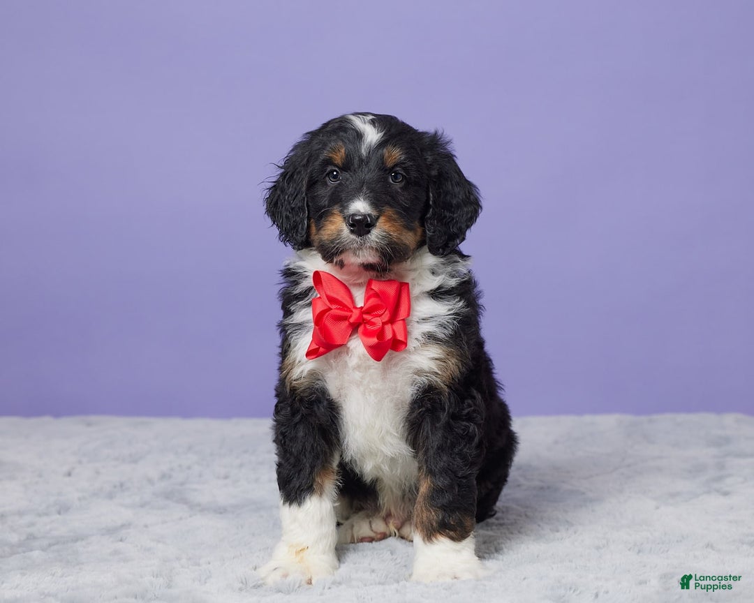 Gallery Image {{count}}