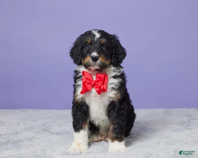 Gallery Image {{count}}