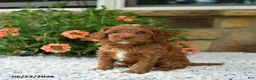 Cavapoo dogs for sale: Wanda - Ad 3