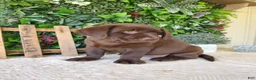 Labrador Retriever dogs for sale: Mindy - Ad 10