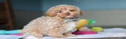Mixed Breed dogs for sale: Sampson - Ad 3