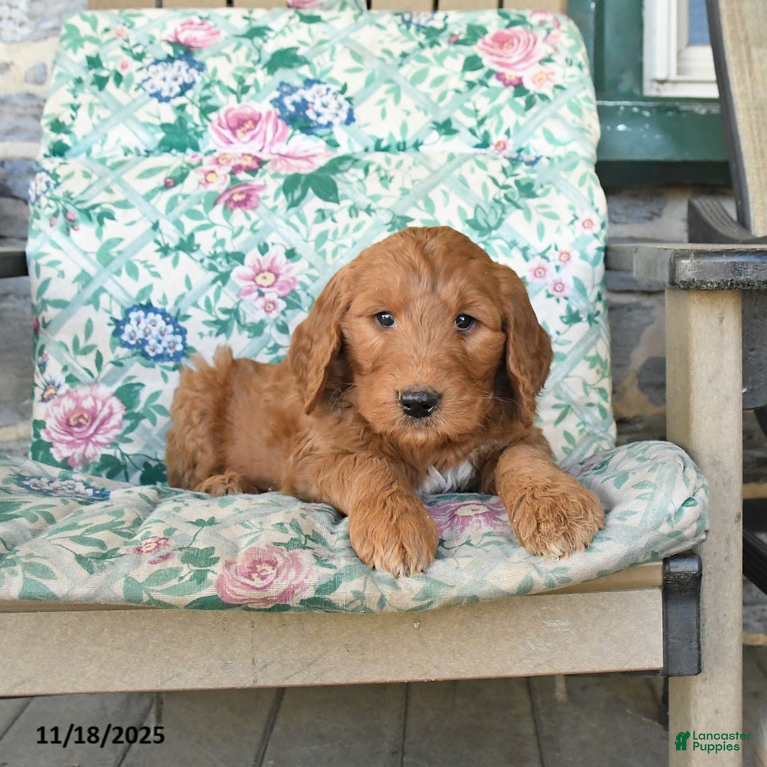 Goldendoodle dogs for sale: Randy - Ad 2
