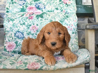 Goldendoodle dogs Randy - Ad 23