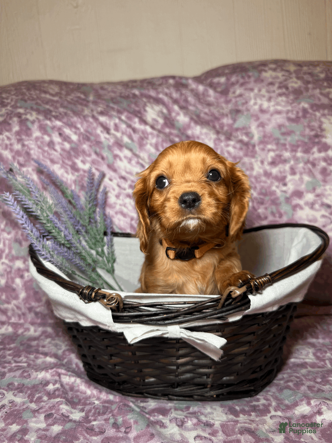 Cavalier King Charles Spaniel dogs for sale: Taffy - Ad 3