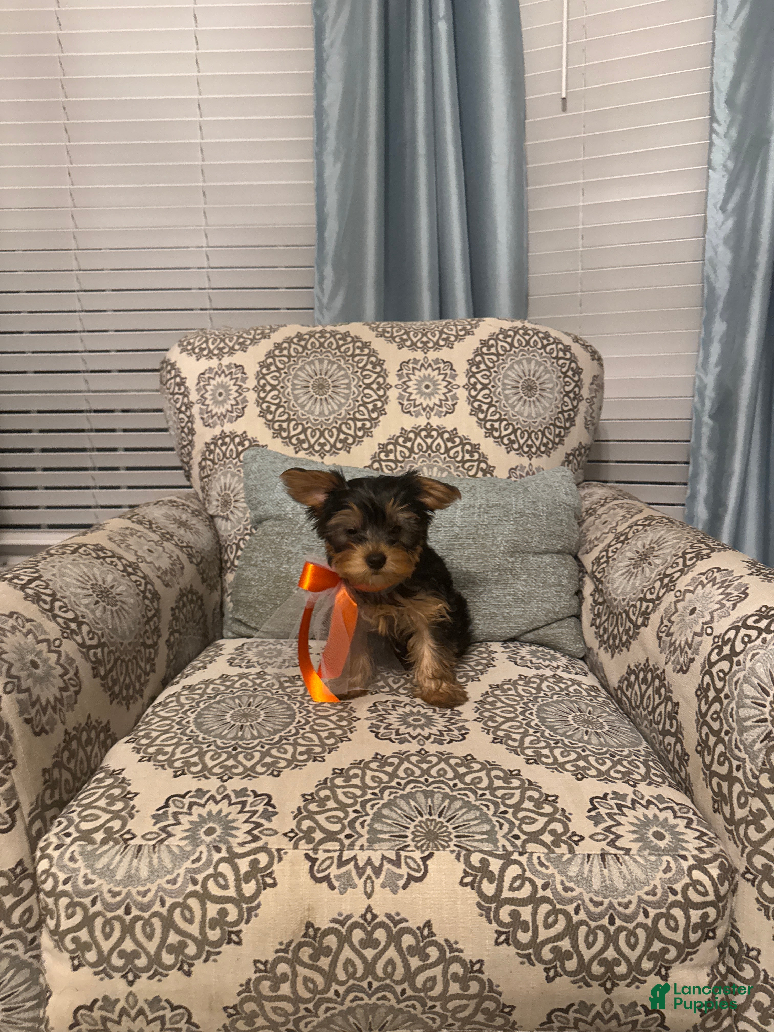 Yorkshire Terrier dogs Hermie - Ad 2