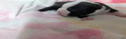 Boston Terrier dogs for sale:  Jerry - Ad 3