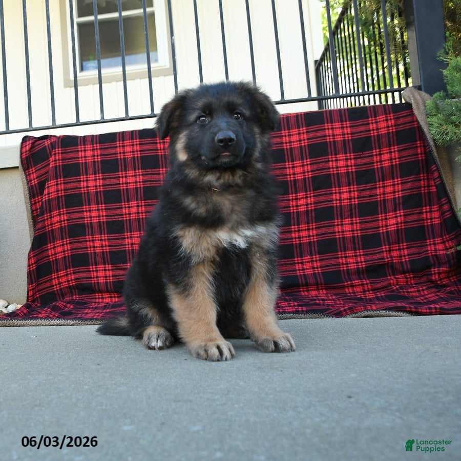 Mixed Breed dogs Ralph  - Ad 1