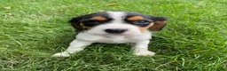 Beaglier dogs for sale: Adam - Ad 8