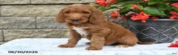 Goldendoodle dogs for sale: Logan - Ad 2