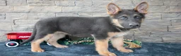 German Shepherd dogs for sale: Allie - Ad 3