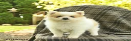 Pomeranian dogs for sale: Star  - Ad 4