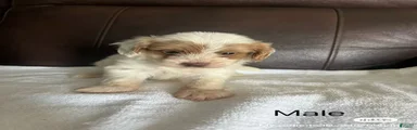 Cavapoo 2