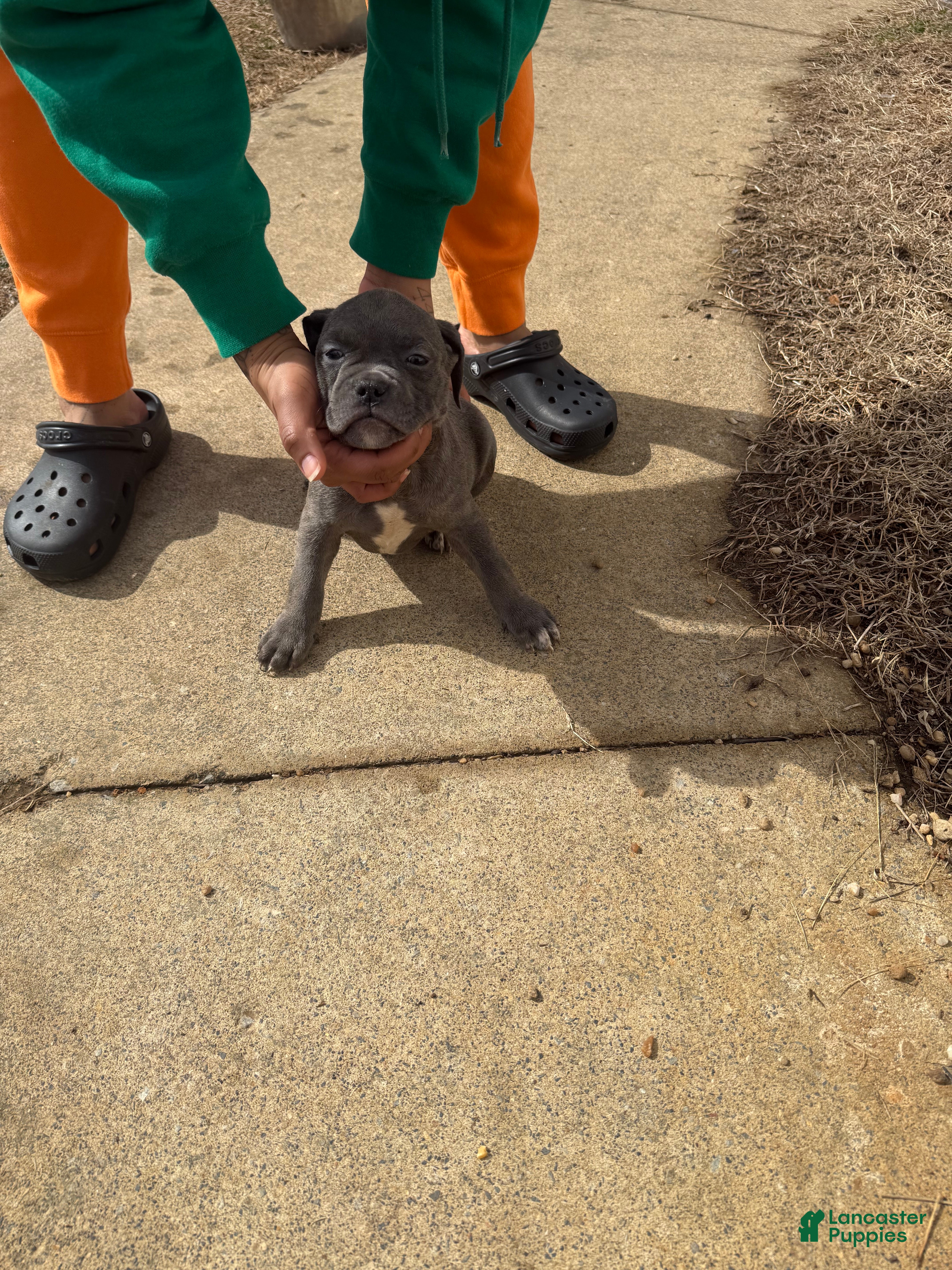 Mixed Breed dogs Mixed Breed Puppy 3 - Ad 25