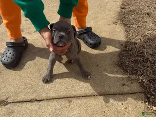 Mixed Breed dogs Mixed Breed Puppy 3 - Ad 11