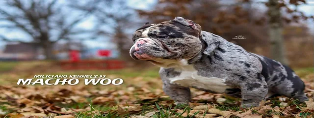 Macho Woo 