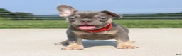 French Bulldog dogs for sale: Stitch - Ad 4