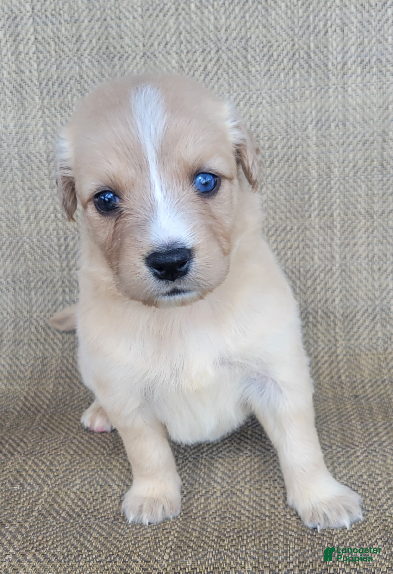 Australian Shepherd dogs Goldie - Ad 1