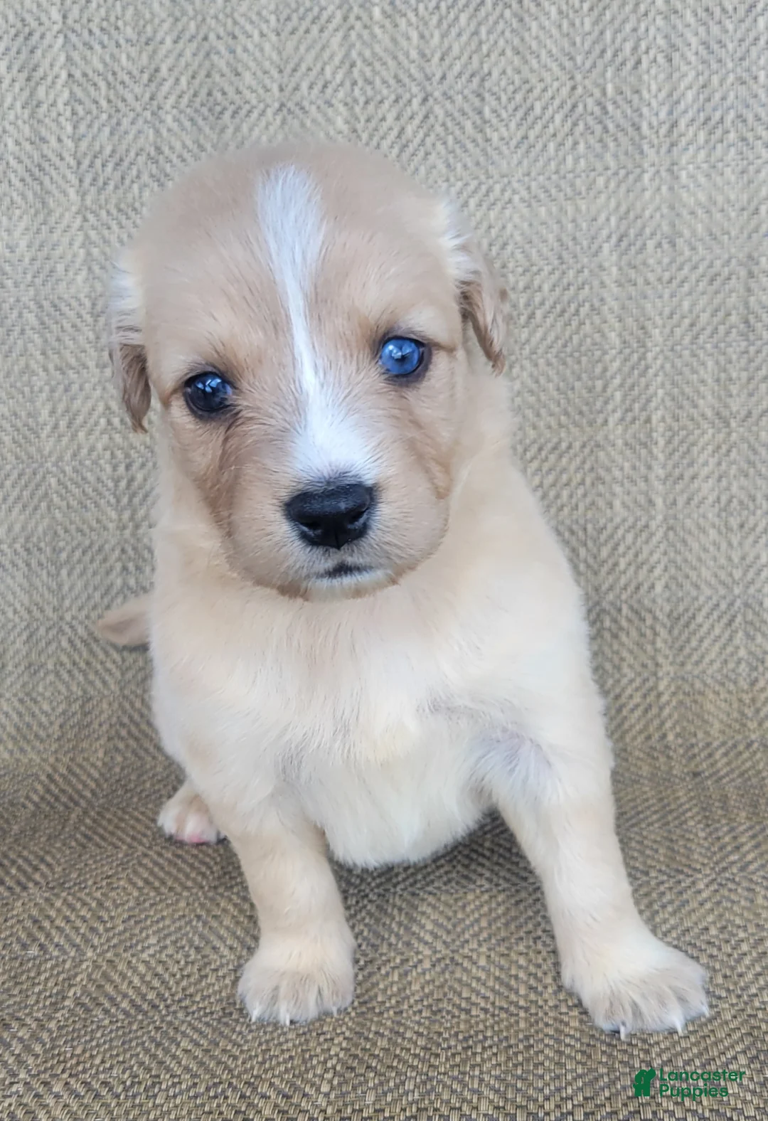 Australian Shepherd dogs for sale: Goldie - Ad 1