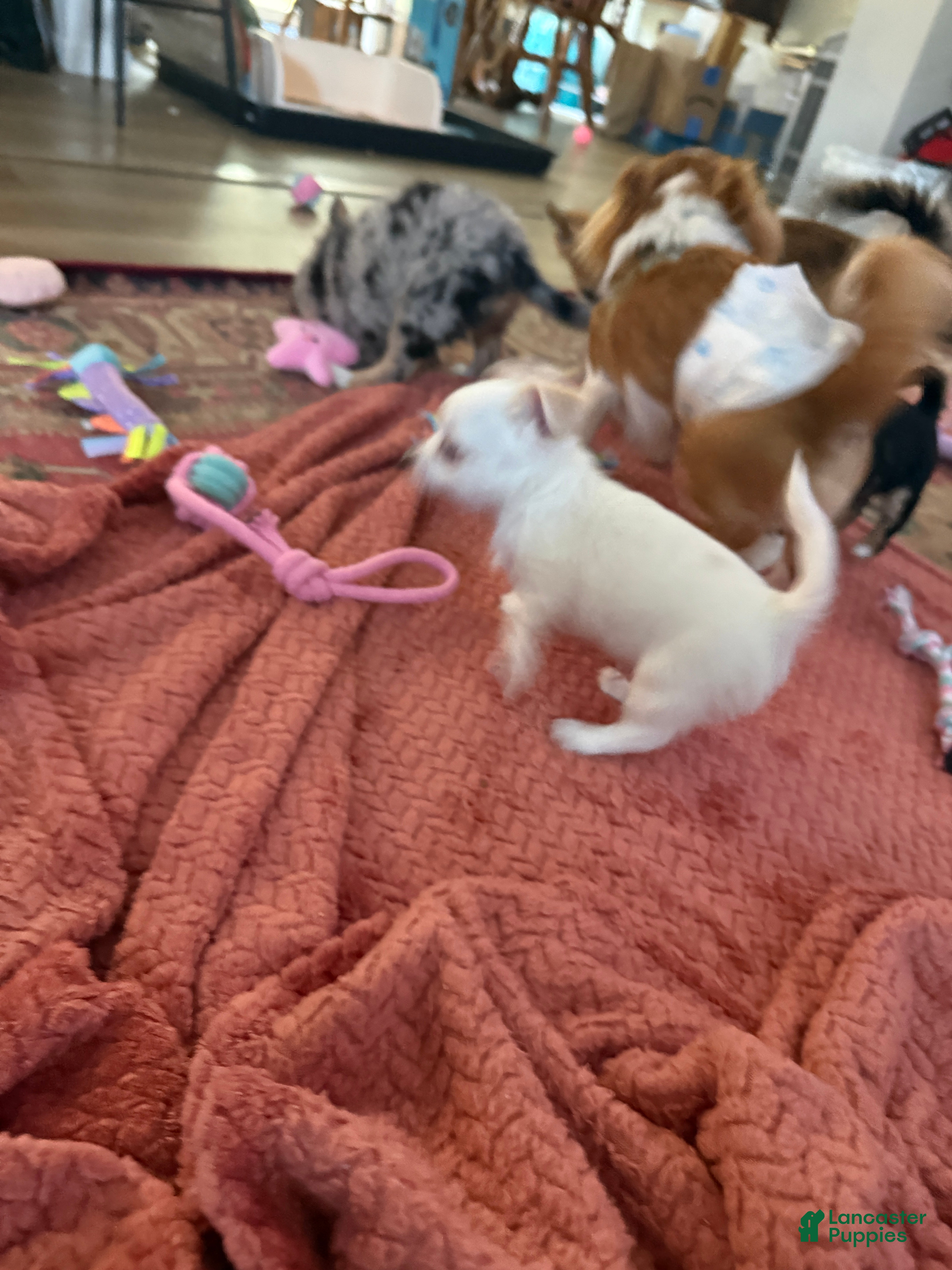 Chihuahua dogs Yoda - Ad 2