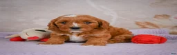 Cavapoo dogs for sale: Landon - Ad 4