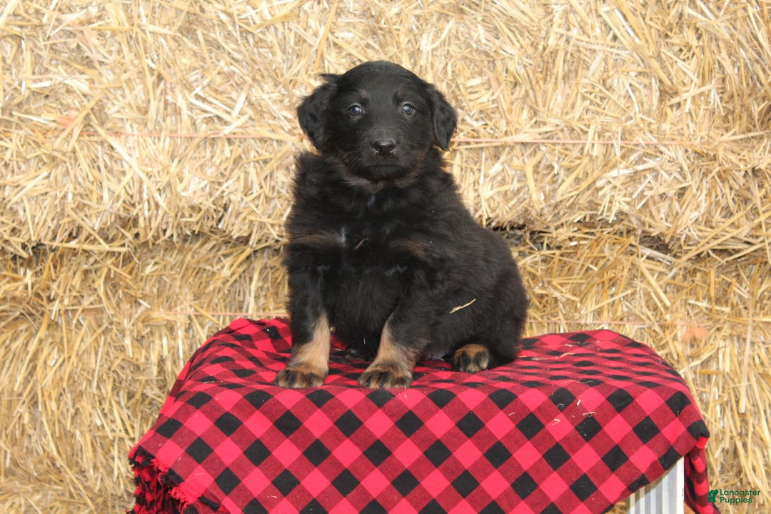 English Shepherd dogs for sale: Tony - Ad 2