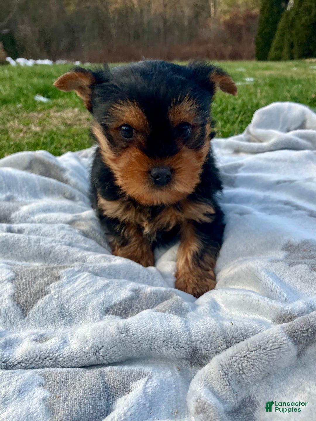Yorkshire Terrier dogs for sale: Peanut - Ad 2