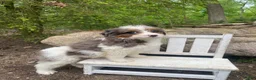 Bernedoodle dogs for sale: Pete - Ad 7