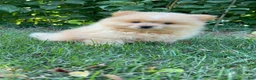 Mixed Breed dogs for sale: Charlie - Ad 3
