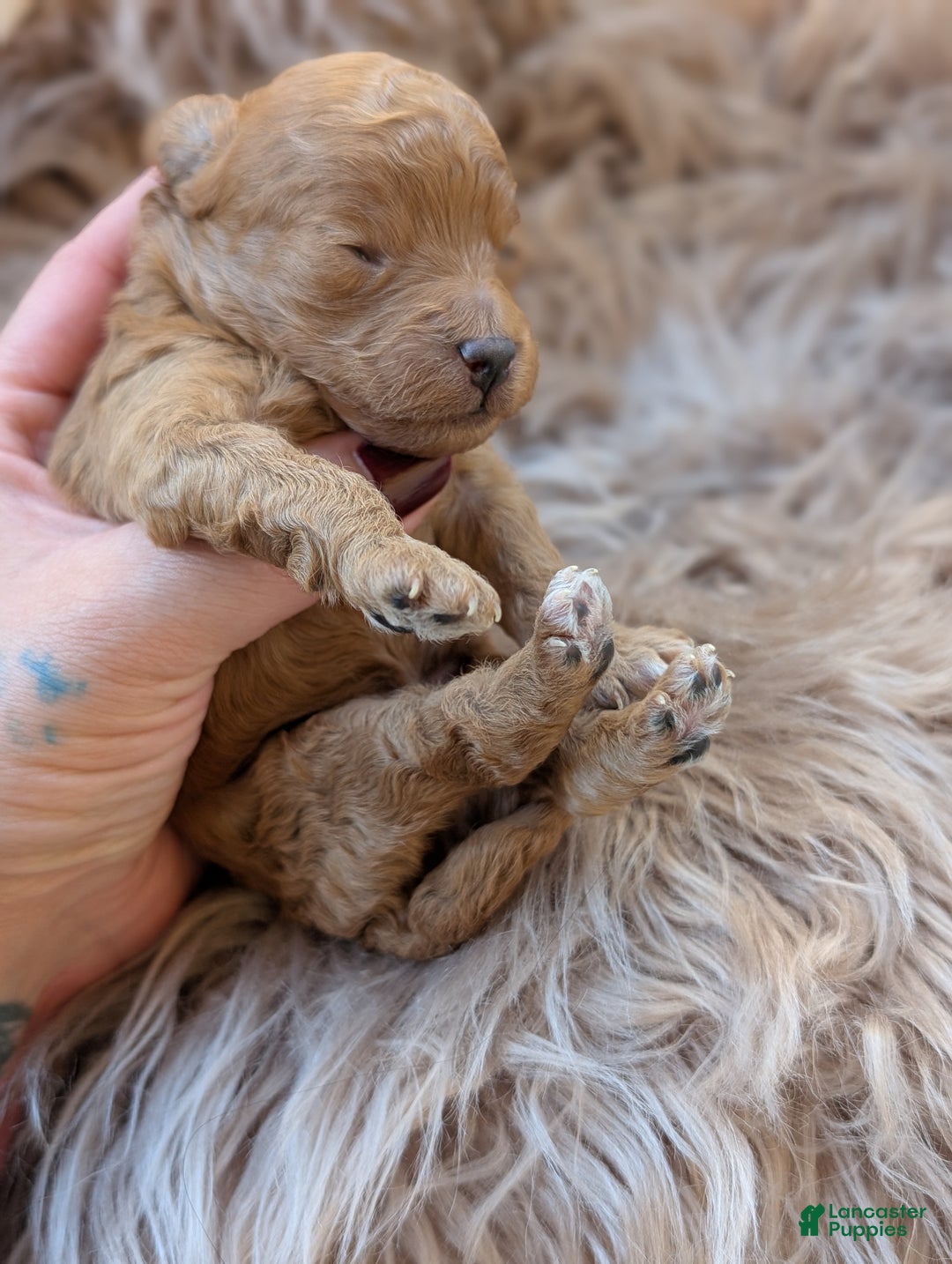 Toy Poodle dogs for sale: LLOYD  - Ad 3