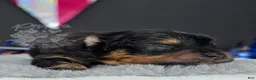 Pomeranian dogs for sale: Pepper's Love Buzz - "Buzz" - Ad 5
